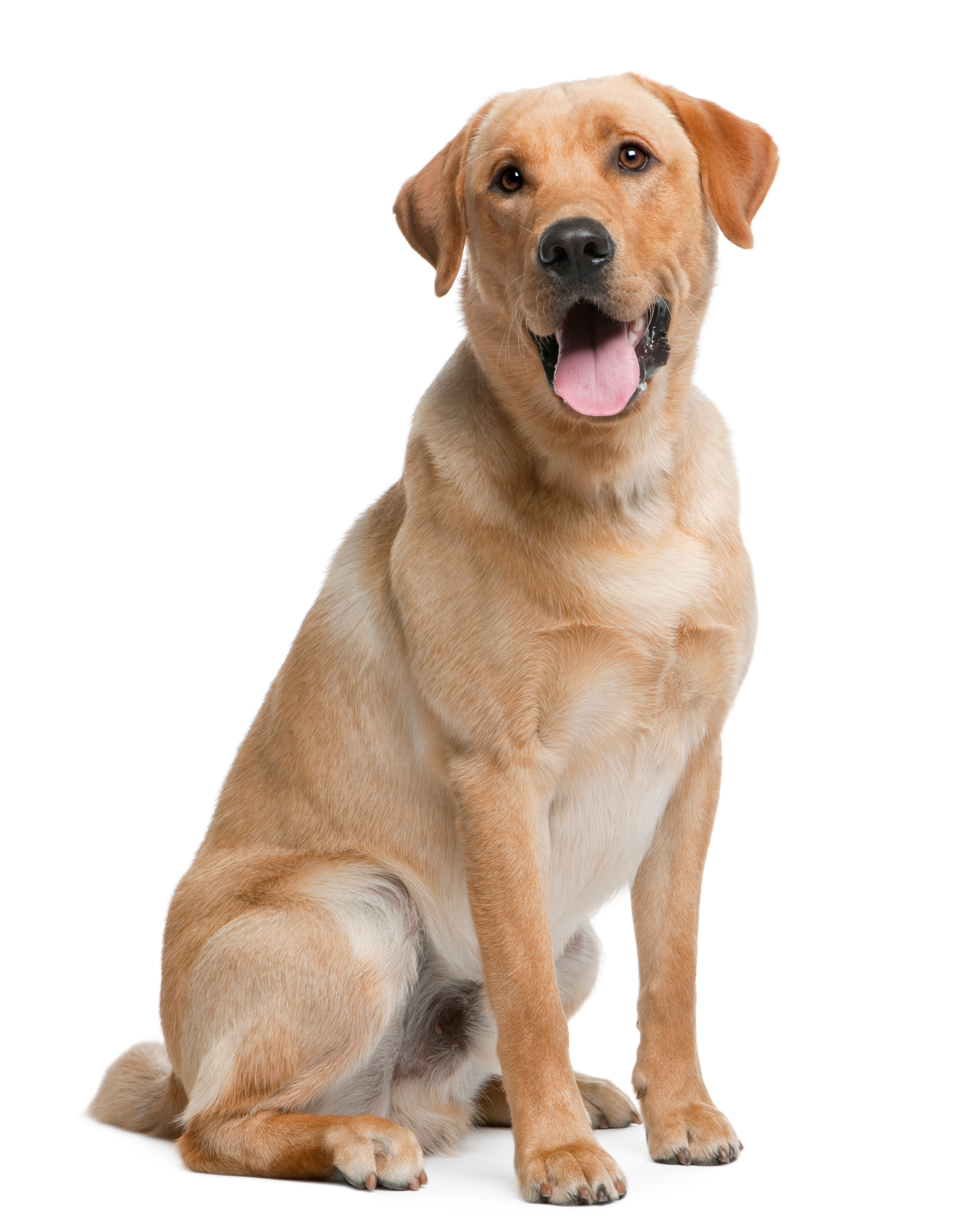 Labrador Retriever Dog Breed Adoption Info Petfinder